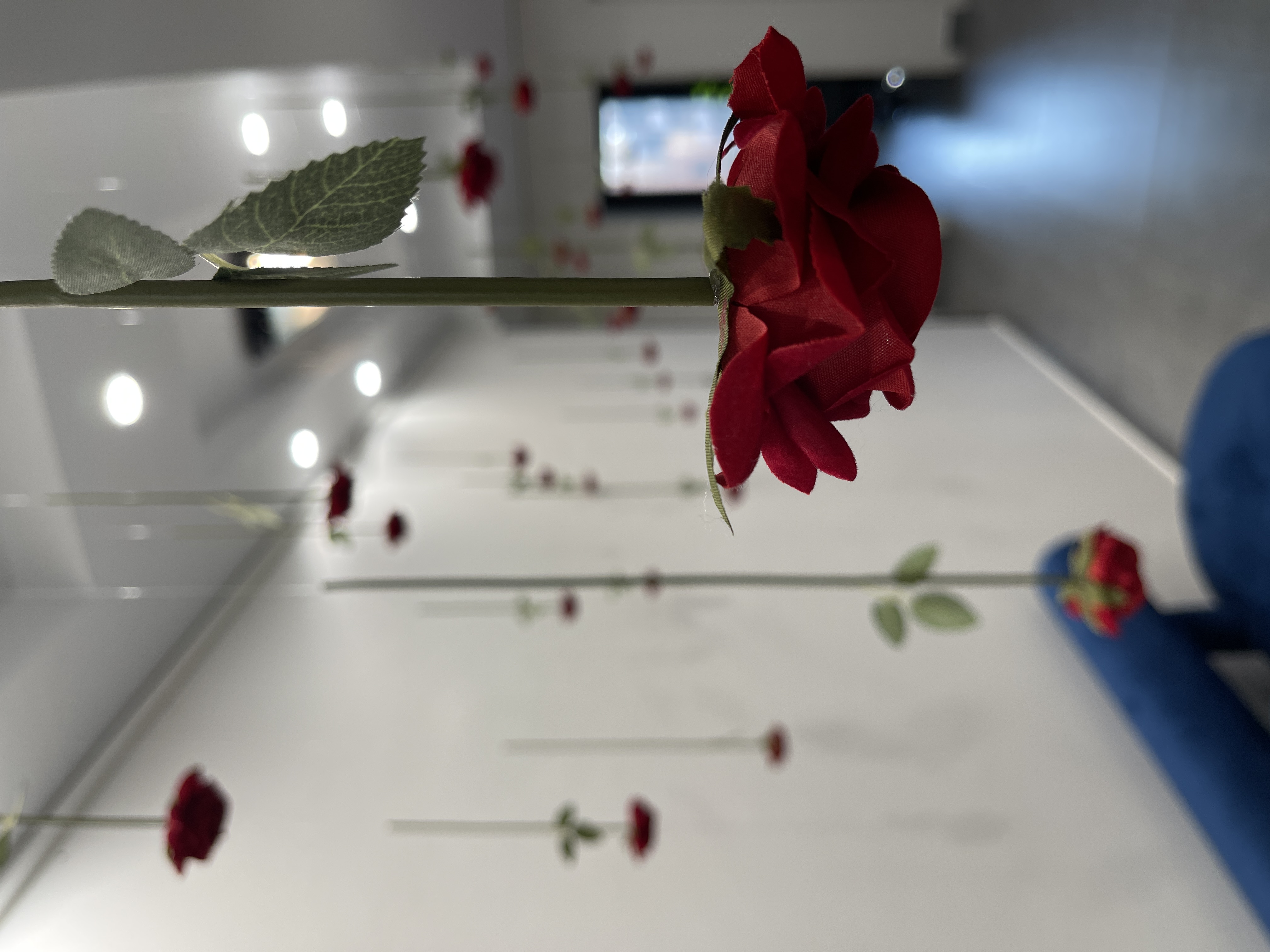 دعوت به همکاری در سال زیبایی